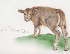 Drawing of Selma's Calf by Edward K Hudson