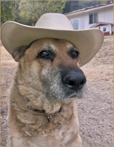 Image of Atma, pet dog wearng cowboy hat
