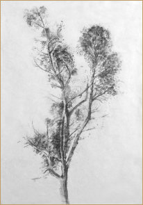 Drawing of a Eucalyptus by Edward K Hudson